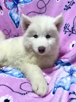 AKC Aspen, a female Siberian Husky for sale in Centreville, MD – Photo 3 of 10