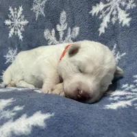 AKC Aspen, a female Siberian Husky for sale in Centreville, MD – Photo 9 of 10