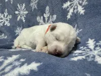 AKC Aspen, a female Siberian Husky for sale in Centreville, MD – Photo 9 of 10