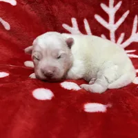 AKC Aspen, a female Siberian Husky for sale in Centreville, MD – Photo 10 of 10