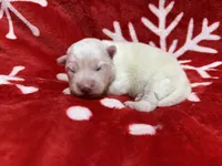 AKC Aspen, a female Siberian Husky for sale in Centreville, MD – Photo 10 of 10