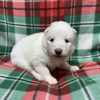 AKC Aspen, a female Siberian Husky for sale in Centreville, MD – Photo 8 of 10