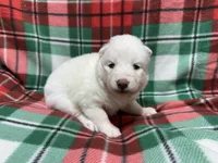 AKC Aspen, a female Siberian Husky for sale in Centreville, MD – Photo 8 of 10