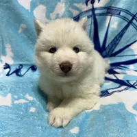 AKC Aspen, a female Siberian Husky for sale in Centreville, MD – Photo 6 of 10