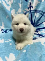 AKC Aspen, a female Siberian Husky for sale in Centreville, MD – Photo 6 of 10