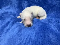 AKC Triton, a male Siberian Husky for sale in Centreville, MD – Photo 9 of 10