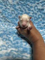 AKC Triton, a male Siberian Husky for sale in Centreville, MD – Photo 10 of 10