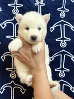 AKC Triton, a male Siberian Husky for sale in Centreville, MD – Photo 6 of 10