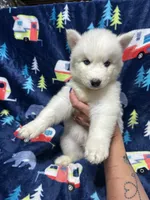 AKC Triton, a male Siberian Husky for sale in Centreville, MD – Photo 5 of 10