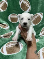 AKC Triton, a male Siberian Husky for sale in Centreville, MD – Photo 8 of 10