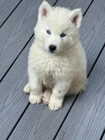 AKC Triton, a male Siberian Husky for sale in Centreville, MD – Photo 2 of 10