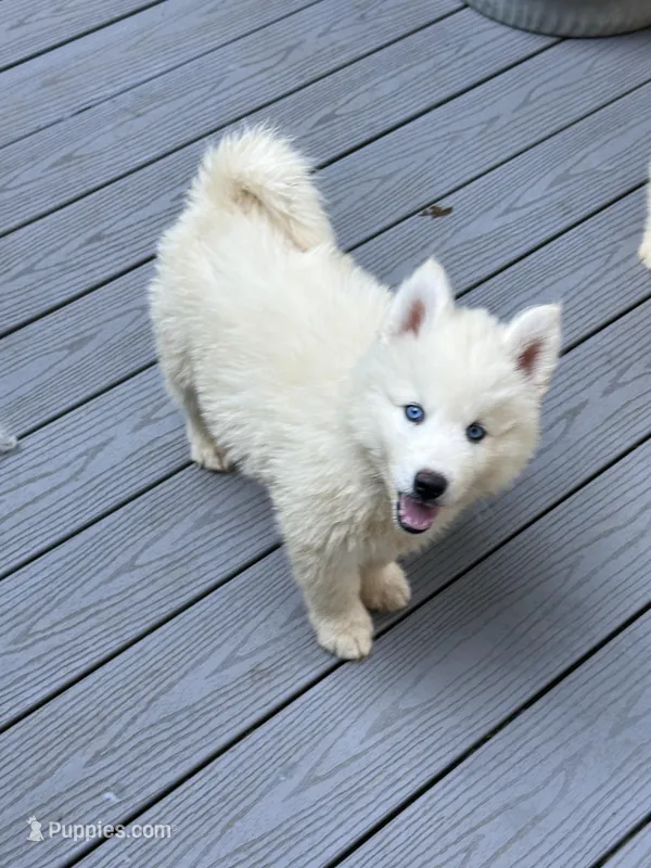 AKC Triton, a male Siberian Husky for sale in Centreville, MD – Photo 1 of 10