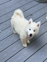 AKC Triton, a male Siberian Husky for sale in Centreville, MD – Photo 1 of 10