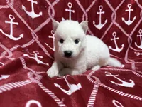 AKC Triton, a male Siberian Husky for sale in Centreville, MD – Photo 7 of 10