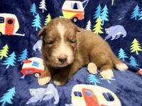 Cooper, a male Siberian Husky for sale in Centreville, MD – 4 of 6