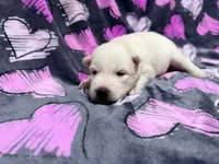 Jeanette, a female Siberian Husky for sale in Centreville, MD – 3 of 6