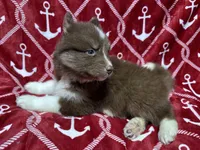 Chestnut, a male Siberian Husky for sale in Centreville, MD – 3 of 7
