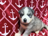 AKC Kona, a male Siberian Husky for sale in Centreville, MD – 2 of 9