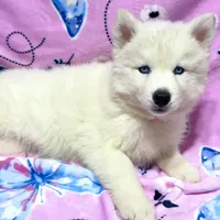 AKC Sapphire, a female Siberian Husky for sale in Centreville, MD – Photo 2 of 10