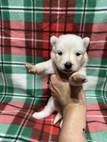 processed/f78c4054-9674-411b-a848-9c44cd3f49ab/listing/92157eb9-412c-461f-b02d-80a7455ced20/2dabd9ca-aa52-4adb-8d00-c1e9ccc2a3e4