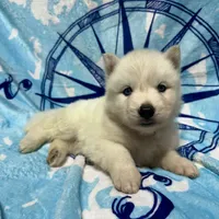 AKC Sapphire, a female Siberian Husky for sale in Centreville, MD – Photo 8 of 10