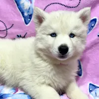 AKC Sapphire, a female Siberian Husky for sale in Centreville, MD – Photo 1 of 10