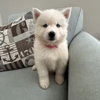 AKC Sapphire, a female Siberian Husky for sale in Centreville, MD – Photo 4 of 10