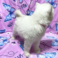 AKC Sapphire, a female Siberian Husky for sale in Centreville, MD – Photo 3 of 10