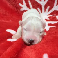 AKC Sapphire, a female Siberian Husky for sale in Centreville, MD – Photo 10 of 10