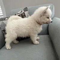 AKC Sapphire, a female Siberian Husky for sale in Centreville, MD – Photo 6 of 10