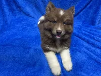 Chestnut, a male Siberian Husky for sale in Centreville, MD – 9 of 10