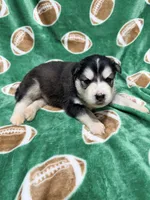 King, a male Siberian Husky for sale in Centreville, MD – 5 of 7