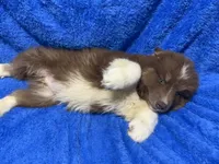 Chestnut, a male Siberian Husky for sale in Centreville, MD – 8 of 10