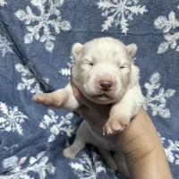 AKC Zircon, a male Siberian Husky for sale in Centreville, MD – Photo 8 of 10