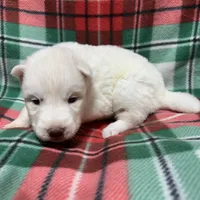 AKC Zircon, a male Siberian Husky for sale in Centreville, MD – Photo 5 of 10