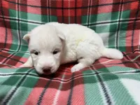 AKC Zircon, a male Siberian Husky for sale in Centreville, MD – Photo 5 of 10