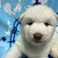 AKC Zircon, a male Siberian Husky for sale in Centreville, MD – Photo 1 of 10