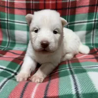 AKC Zircon, a male Siberian Husky for sale in Centreville, MD – Photo 4 of 10