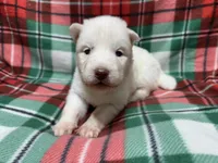 AKC Zircon, a male Siberian Husky for sale in Centreville, MD – Photo 4 of 10