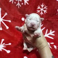 AKC Zircon, a male Siberian Husky for sale in Centreville, MD – Photo 9 of 10