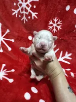 AKC Zircon, a male Siberian Husky for sale in Centreville, MD – Photo 9 of 10