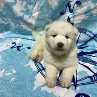 AKC Zircon, a male Siberian Husky for sale in Centreville, MD – Photo 2 of 10