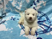 AKC Zircon, a male Siberian Husky for sale in Centreville, MD – Photo 2 of 10