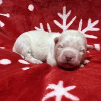 AKC Zircon, a male Siberian Husky for sale in Centreville, MD – Photo 10 of 10