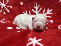 AKC Zircon, a male Siberian Husky for sale in Centreville, MD – Photo 10 of 10