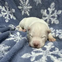 AKC Zircon, a male Siberian Husky for sale in Centreville, MD – Photo 7 of 10