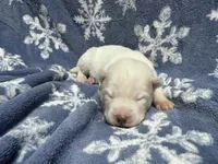 AKC Zircon, a male Siberian Husky for sale in Centreville, MD – Photo 7 of 10