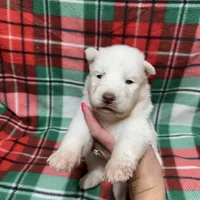 AKC Zircon, a male Siberian Husky for sale in Centreville, MD – Photo 6 of 10