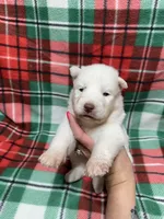 AKC Zircon, a male Siberian Husky for sale in Centreville, MD – Photo 6 of 10