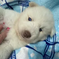 AKC Zircon, a male Siberian Husky for sale in Centreville, MD – Photo 3 of 10